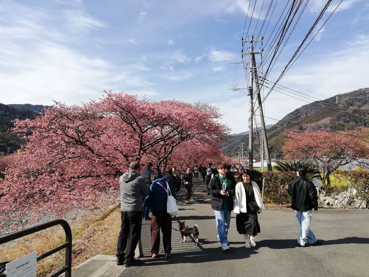 うわー！！！すごいきれい！！！！🌸🌸🌸