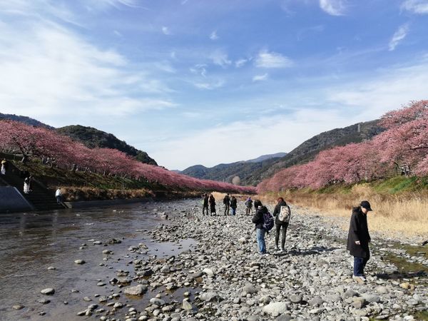 日本・伊豆「20260214,15伊豆河津桜花見旅行🌸」の写真：うわー！！！すごいきれい！！！！🌸🌸🌸