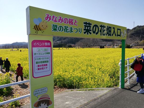 日本・伊豆「20260214,15伊豆河津桜花見旅行🌸」の写真：菜の花がめっちゃキレイです！！
下賀茂の...
