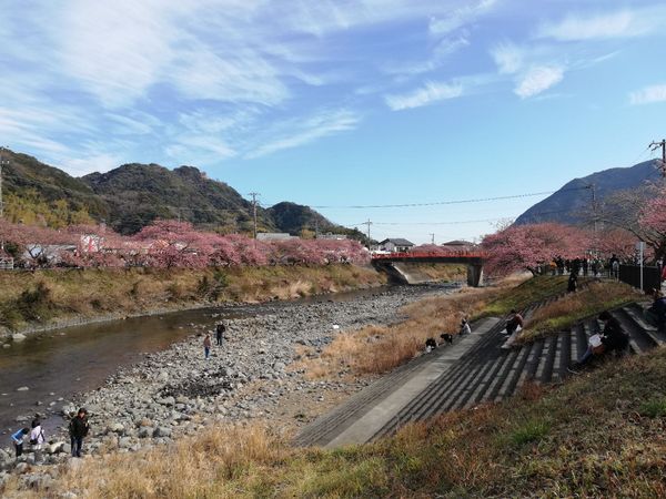日本・伊豆「20260214,15伊豆河津桜花見旅行🌸」の写真：本当に良い景色ですねぇ。