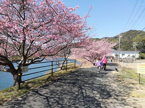 日本・伊豆「20260214,15伊豆河津桜花見旅行🌸」の写真：菜の花も河津桜もめちゃくちゃキレイです！...