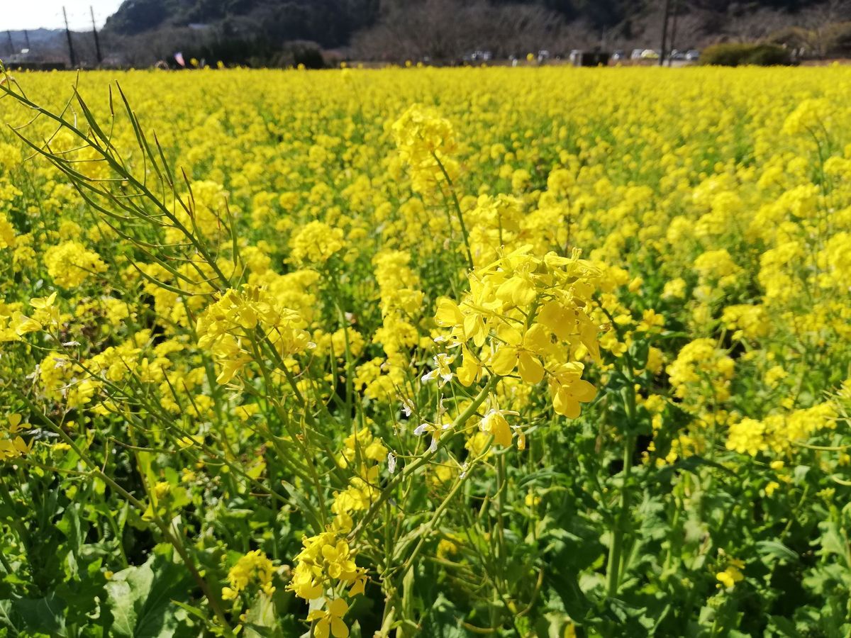 菜の花がめっちゃキレイです！！
下賀茂のみなみの桜と菜の花祭りにやって来ま...