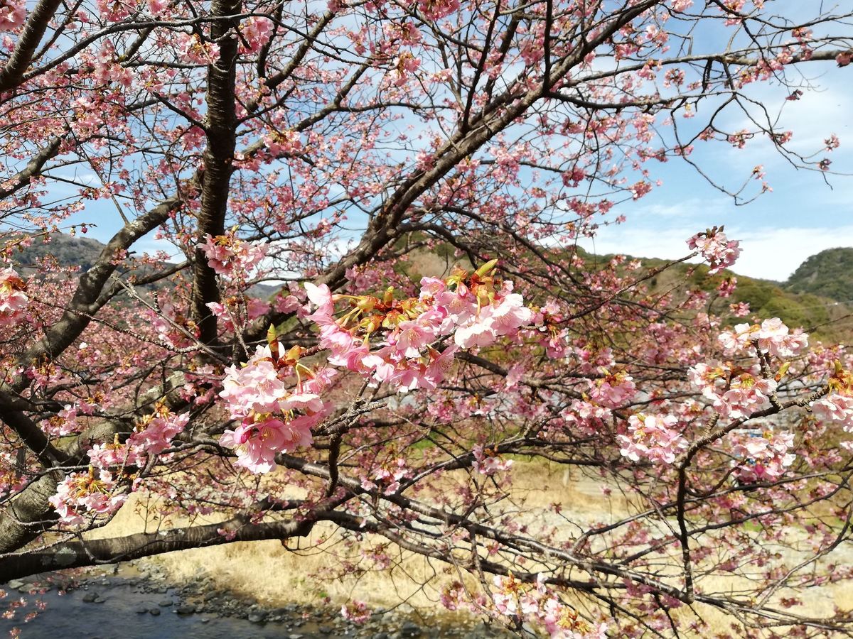 本当に良い景色ですねぇ。