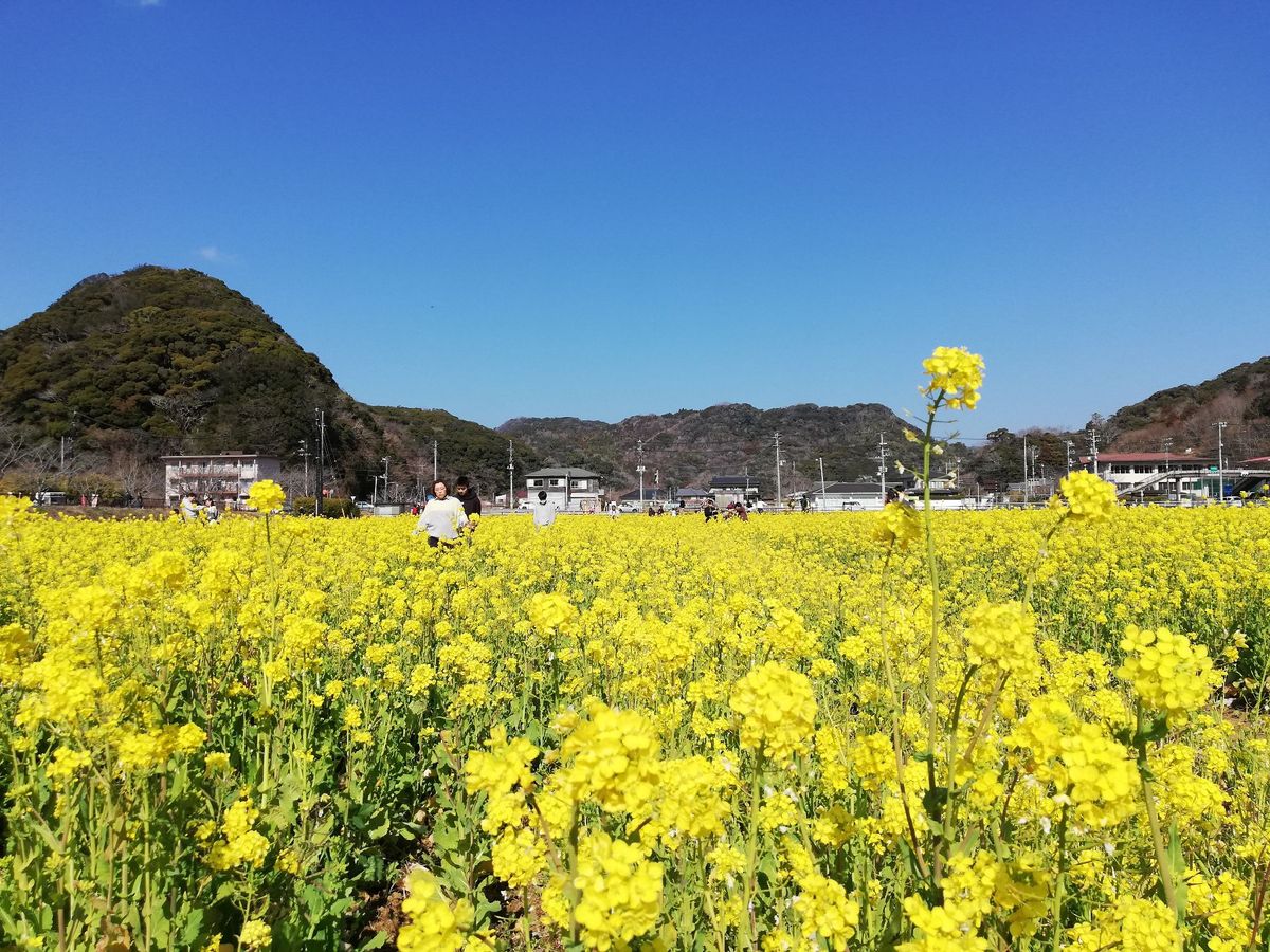菜の花がめっちゃキレイです！！
下賀茂のみなみの桜と菜の花祭りにやって来ま...