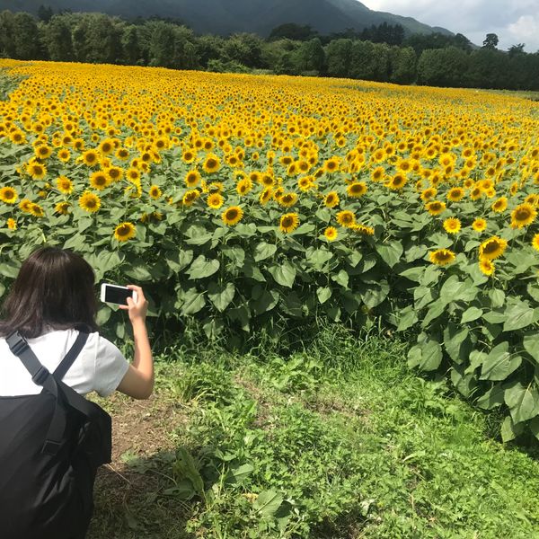 日本・岩手県「岩手県・煙山ひまわりパーク🚗」の写真