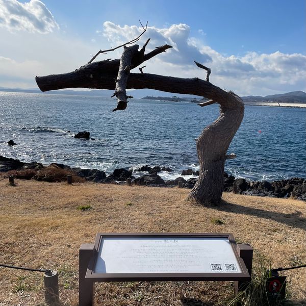 日本・宮城県「宮城県・岩井崎龍の松🚗」の写真