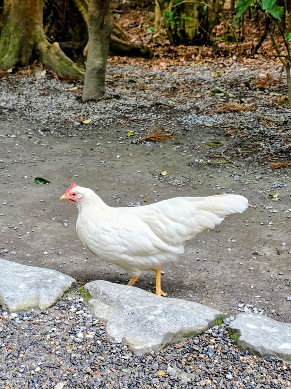 日本・三重県「Mie」の写真：伊勢神宮外宮