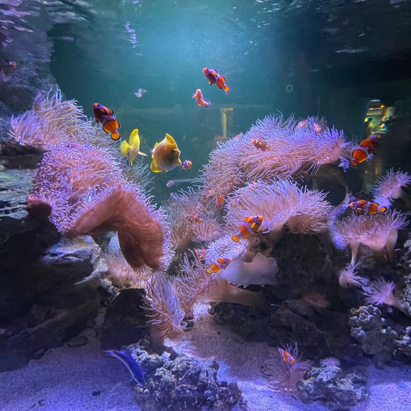 オーストラリア連邦・メルボルン「オーストラリア旅行✈️」の写真