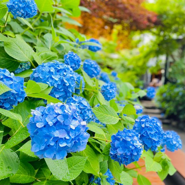 日本・秋田県「秋田県・雲昌寺🚗」の写真
