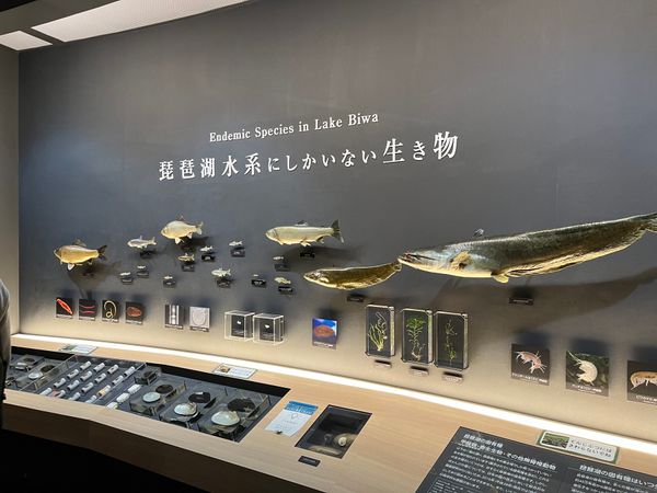 日本・滋賀県「滋賀旅行」の写真：琵琶湖博物館②
隣接された水族館