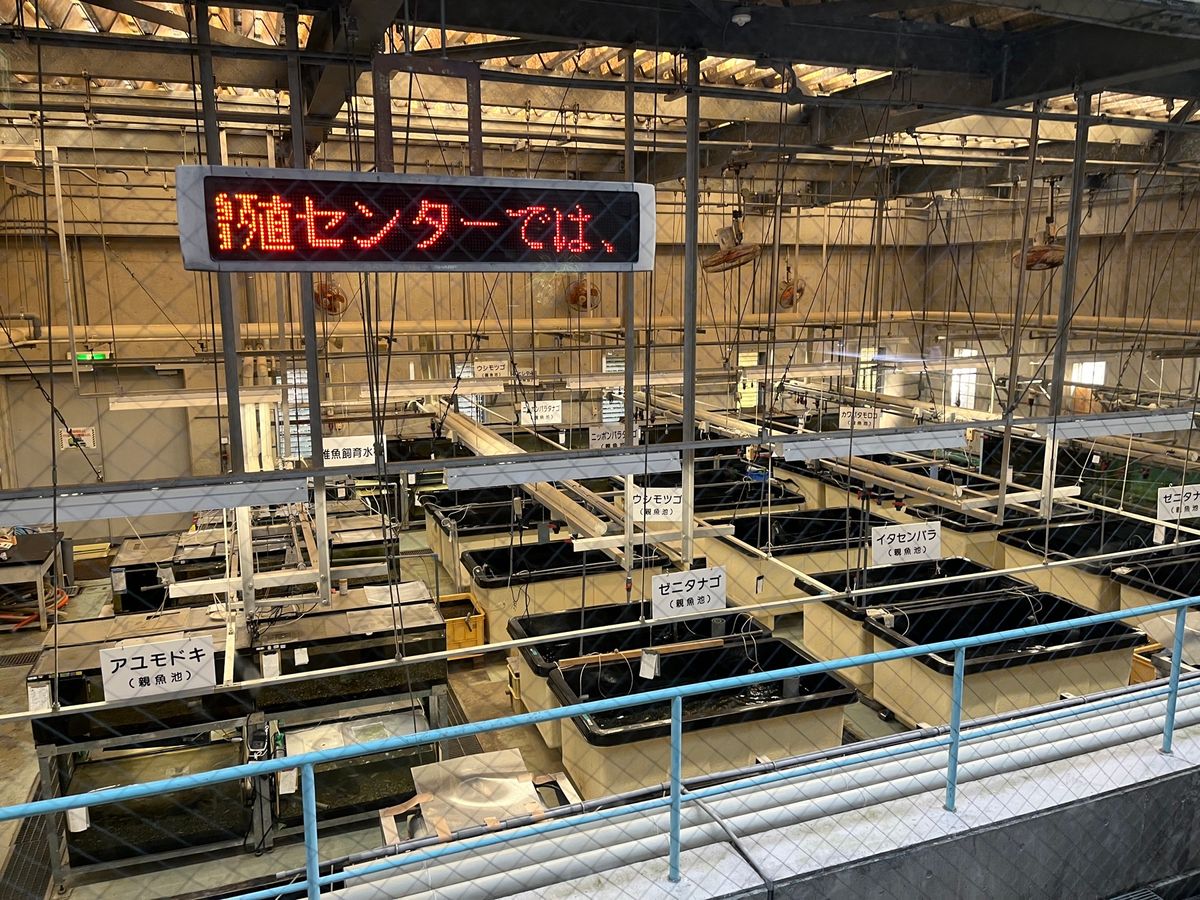 琵琶湖博物館②
隣接された水族館