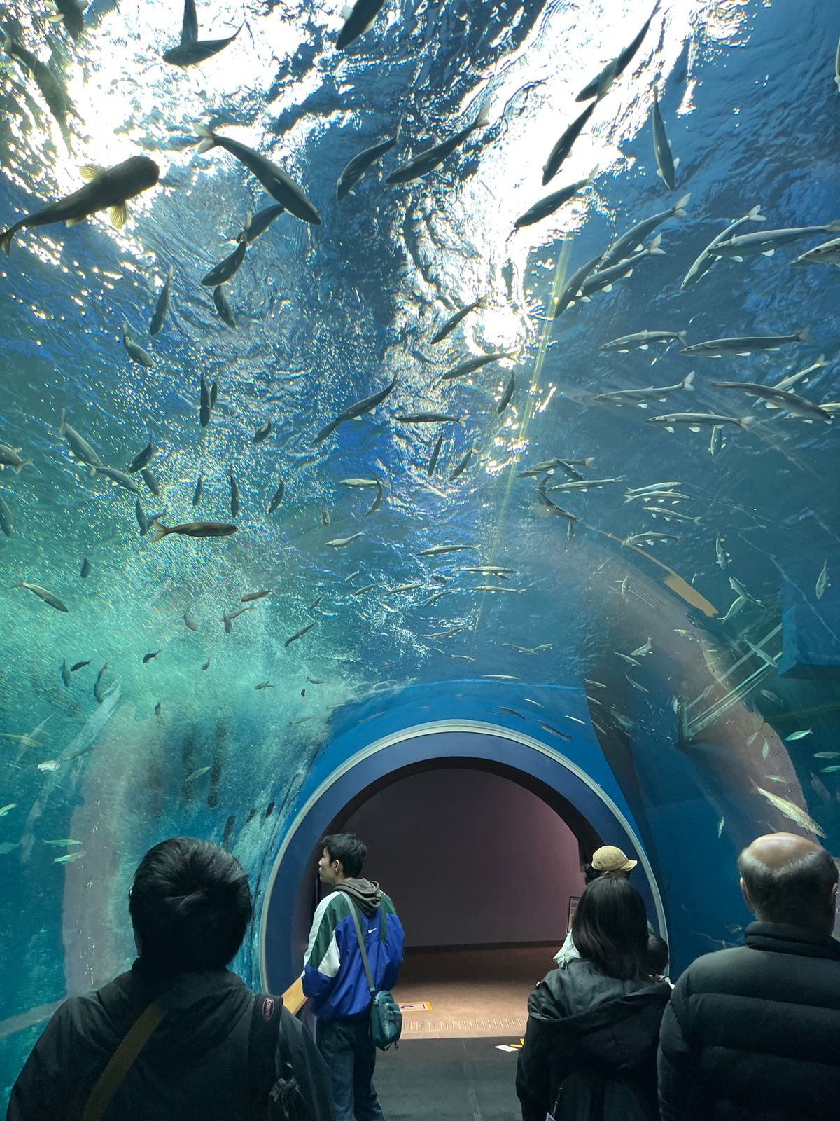 琵琶湖博物館②
隣接された水族館