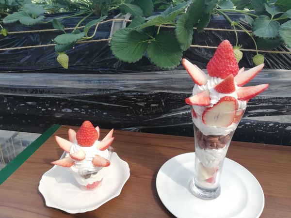 日本・静岡県「20260221イチゴ農園訪問」の写真：浜松市の花川地区にある農園の、むらちゃん...