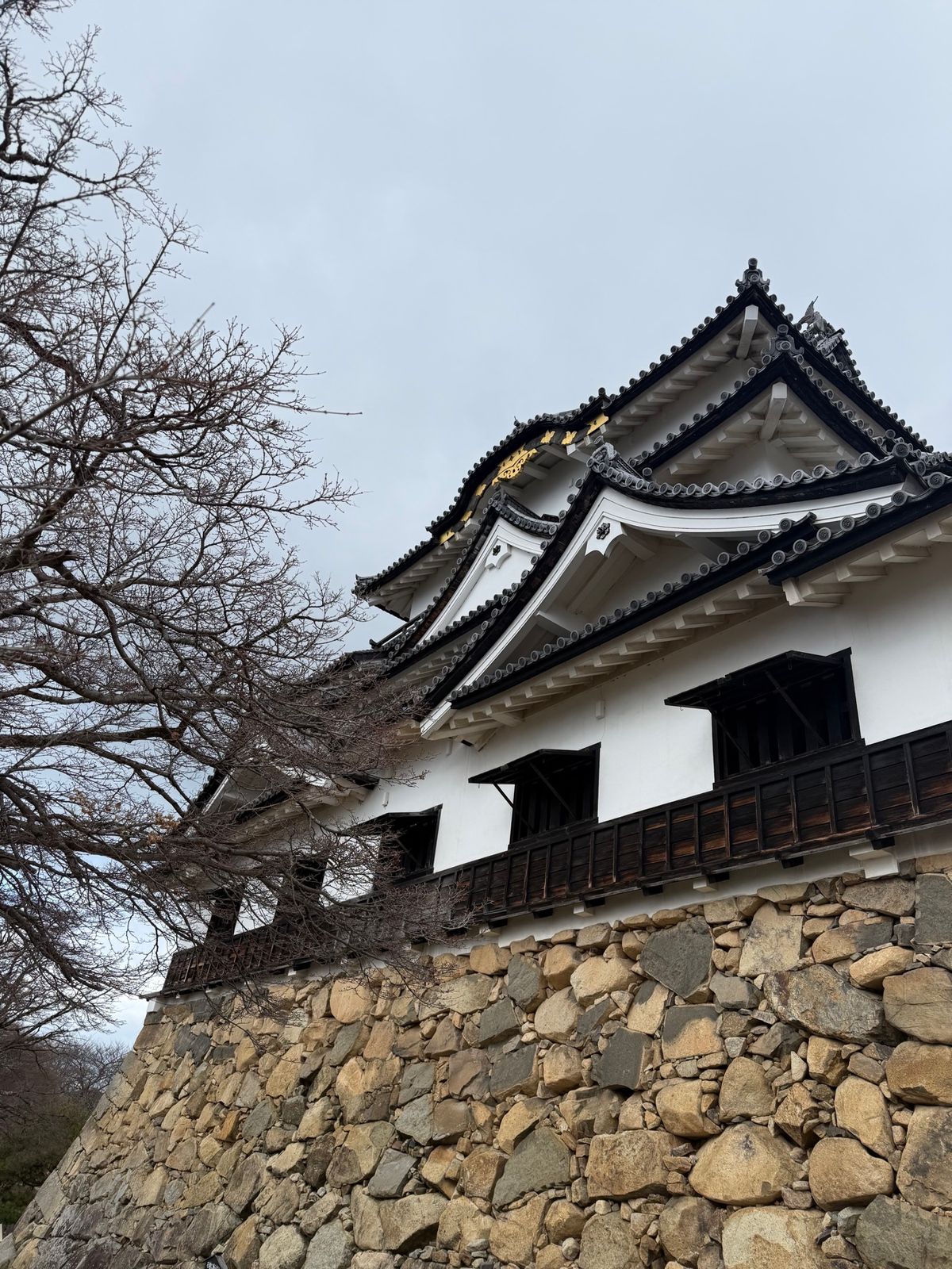 彦根城
高低差ありすぎて😭