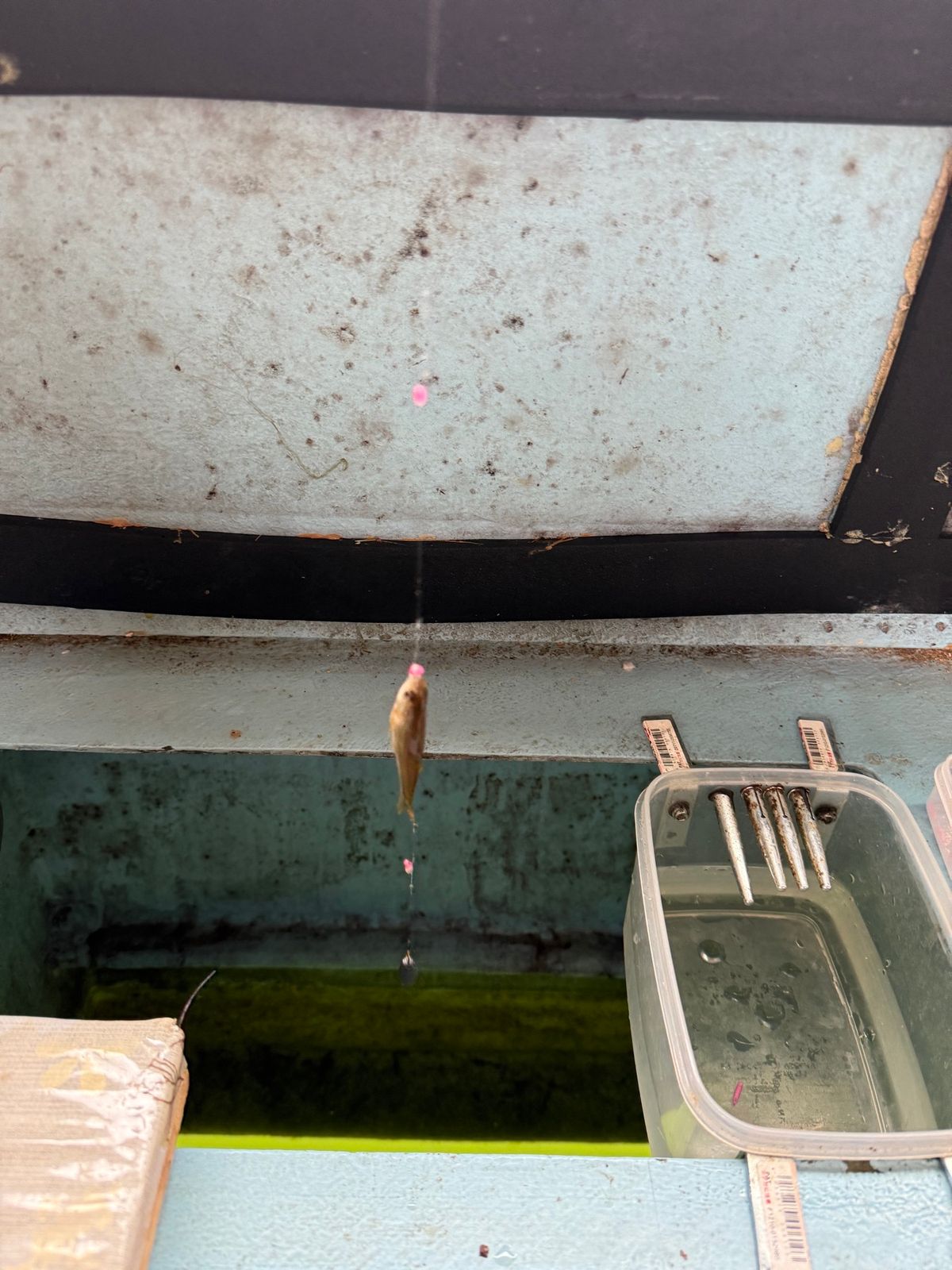 公魚リベンジ👍