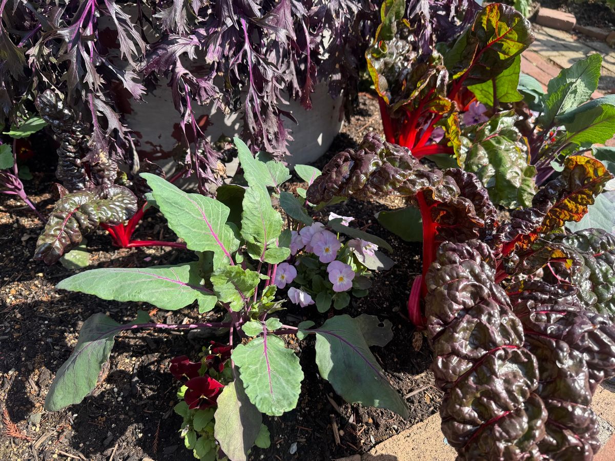 可愛い野菜たち
見慣れた野菜も、普段はあまり見ない土にいる姿がとても可愛い🌱