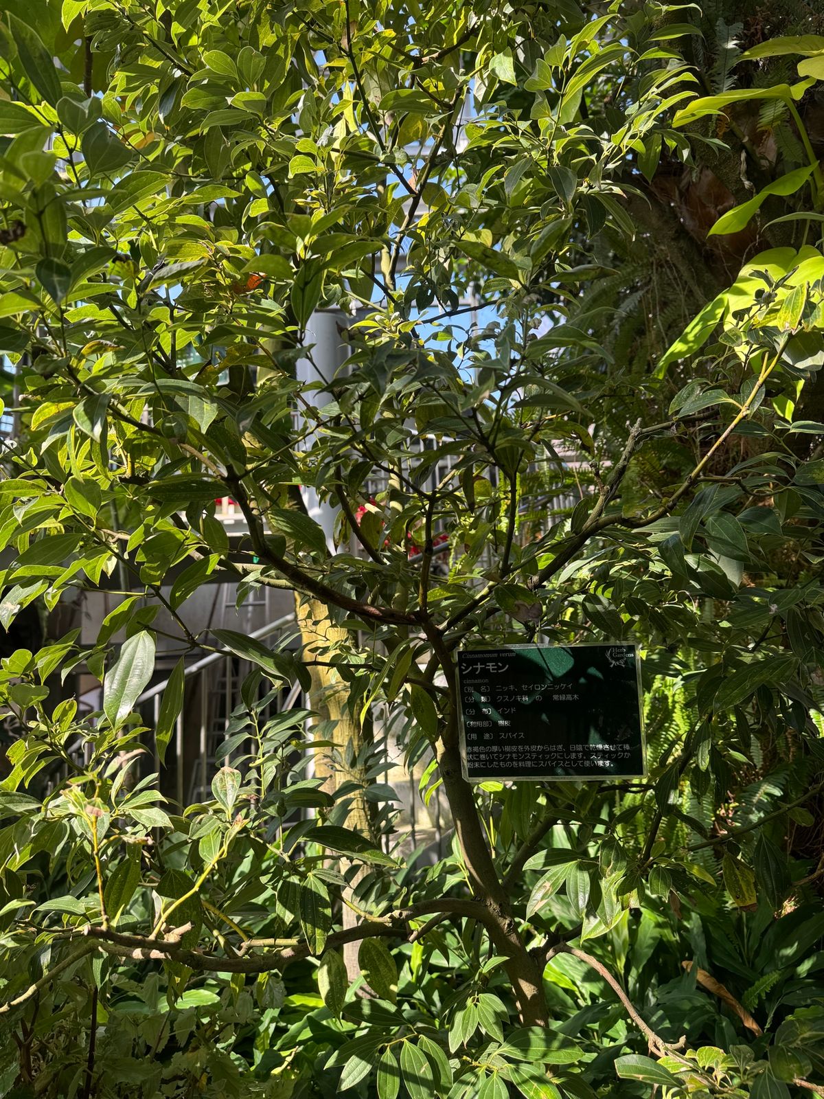 温室でバナナやシナモンが
シナモンの木を間近で見たのは初めてかもしれない。