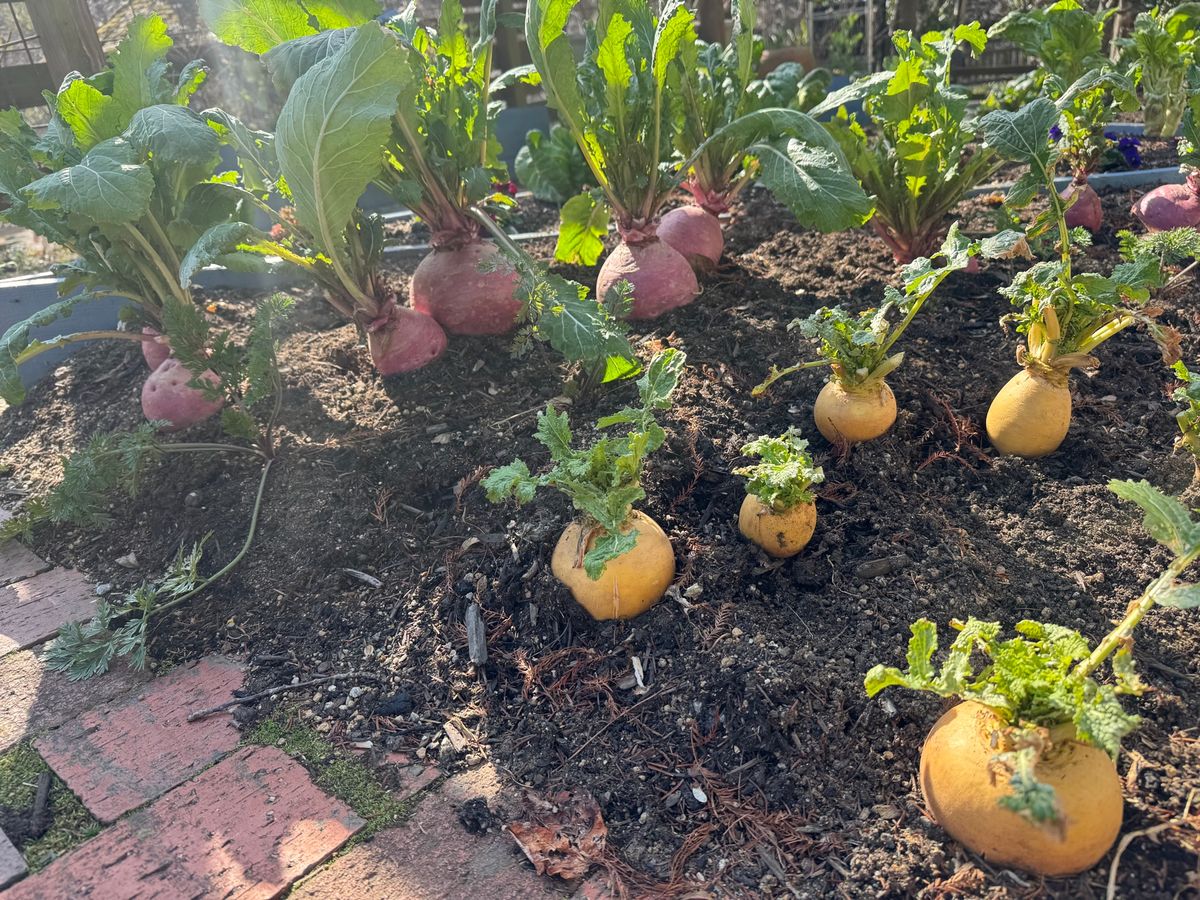 可愛い野菜たち
見慣れた野菜も、普段はあまり見ない土にいる姿がとても可愛い🌱