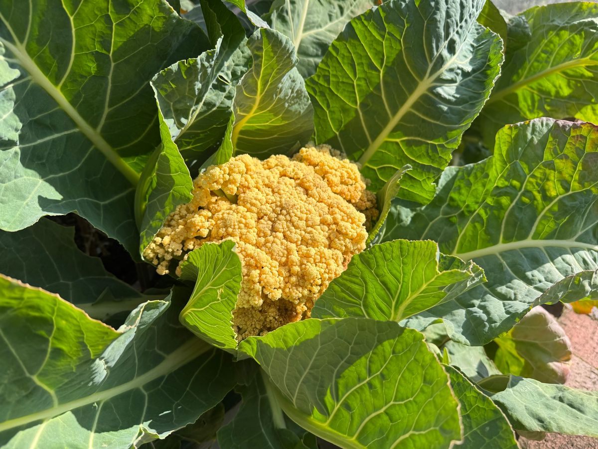 可愛い野菜たち
見慣れた野菜も、普段はあまり見ない土にいる姿がとても可愛い🌱