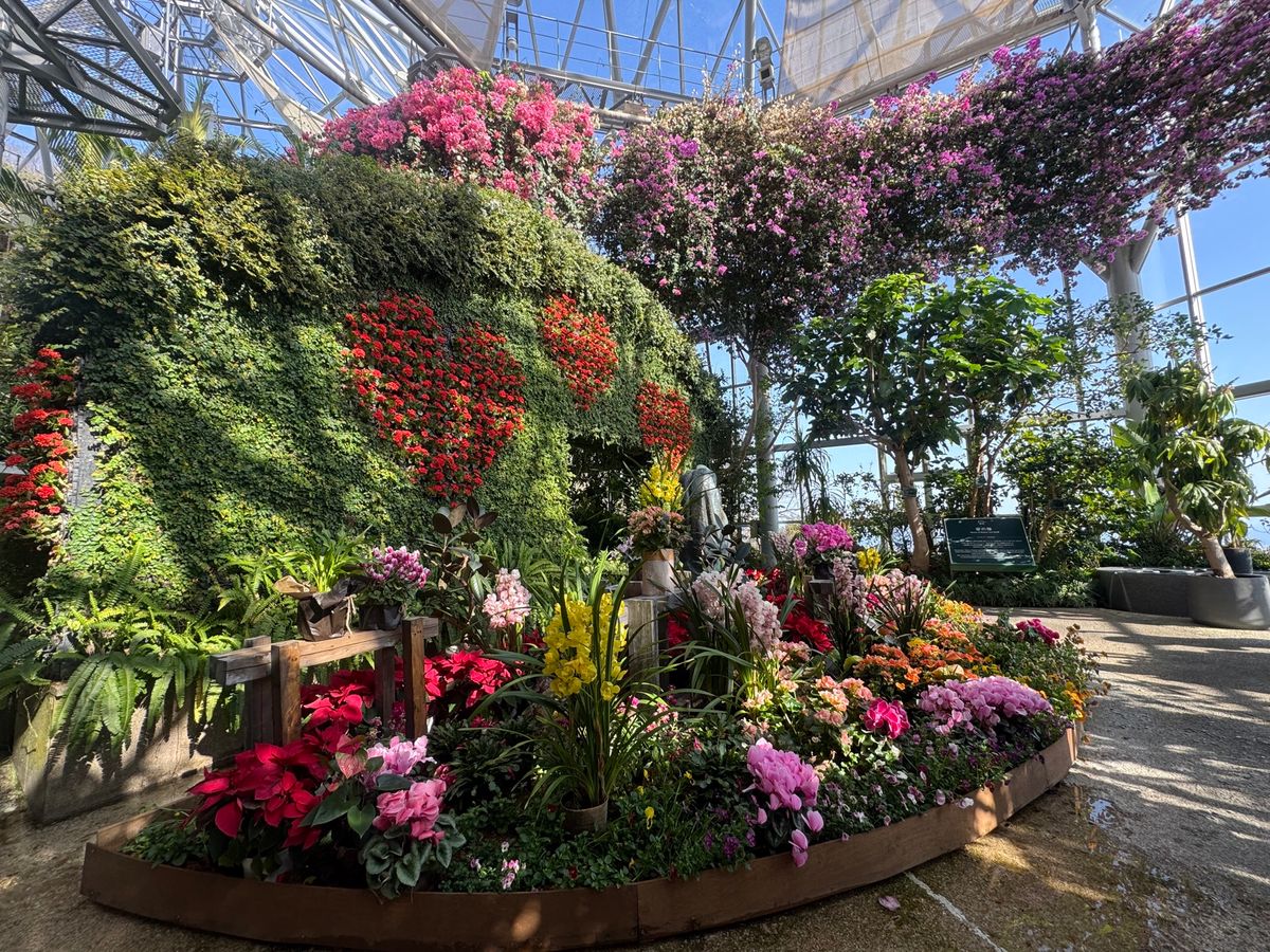 温室でバナナやシナモンが
シナモンの木を間近で見たのは初めてかもしれない。