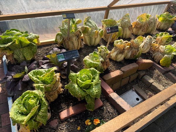日本・淡路島「淡路島へ」の写真：可愛い野菜たち
見慣れた野菜も、普段はあ...