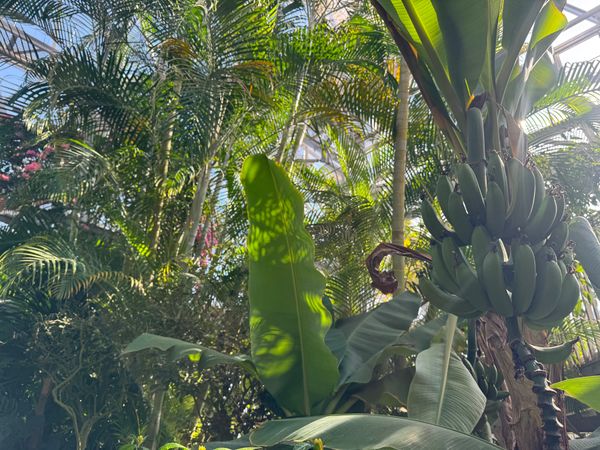 日本・淡路島「淡路島へ」の写真：温室でバナナやシナモンが
シナモンの木を...