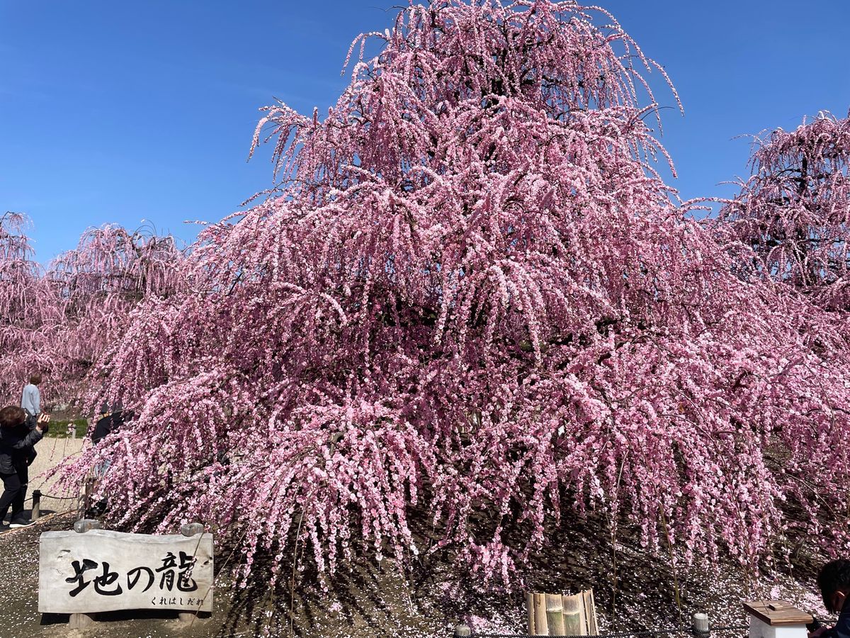 鈴鹿市にある鈴鹿の森庭園。園芸業の赤塚農園が営む梅苑です。見頃になったと聞...