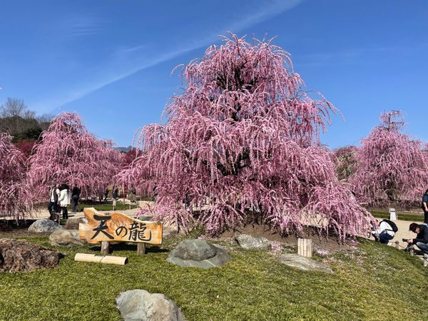 日本・三重県「鈴鹿で見事な枝垂れ梅」の写真：鈴鹿市にある鈴鹿の森庭園。園芸業の赤塚農...