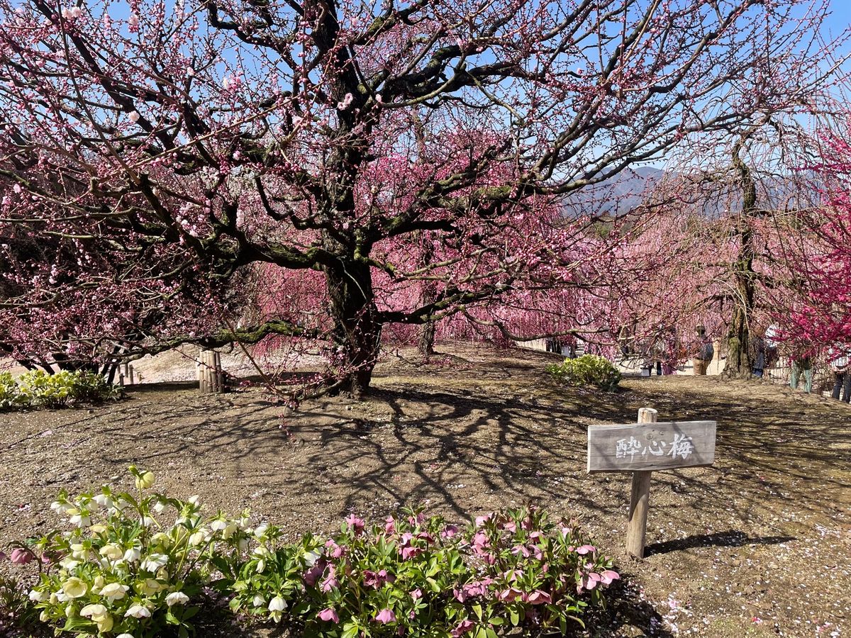 この他にも園内にはたくさんの枝垂れ梅がありました。
