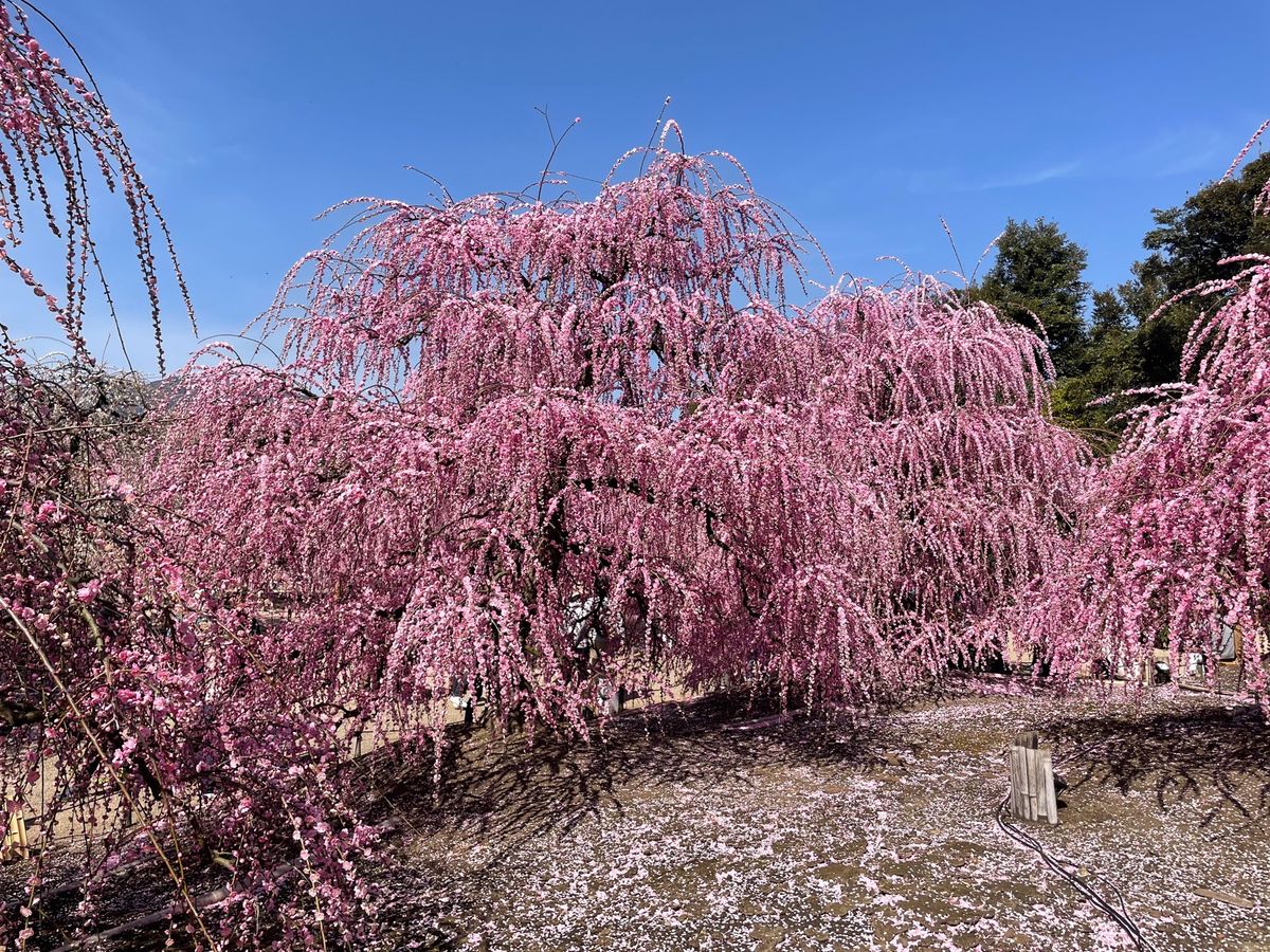 この他にも園内にはたくさんの枝垂れ梅がありました。