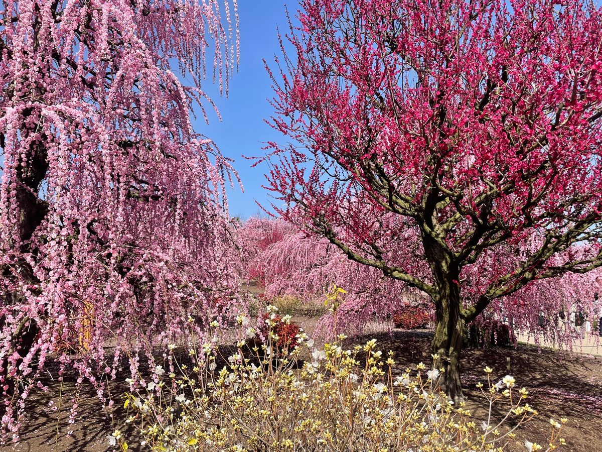 この他にも園内にはたくさんの枝垂れ梅がありました。