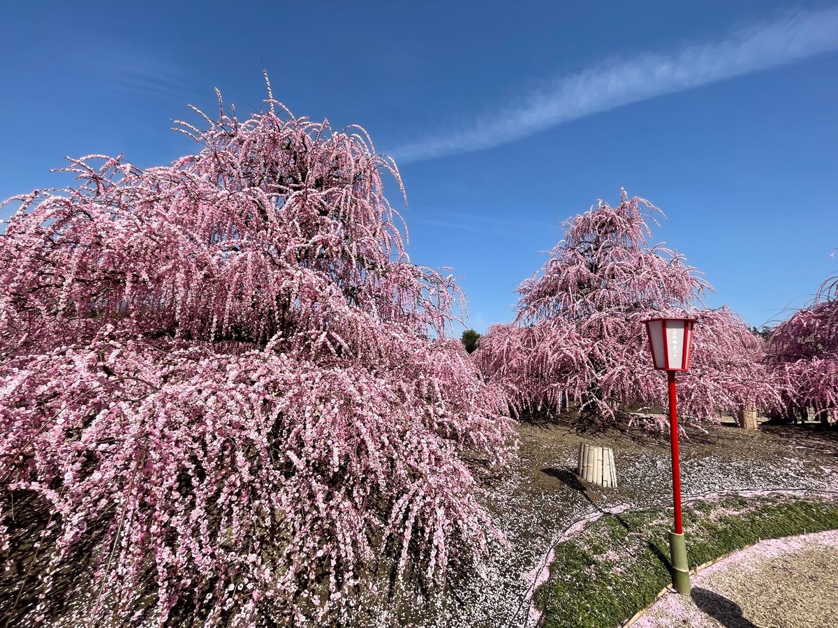 この他にも園内にはたくさんの枝垂れ梅がありました。