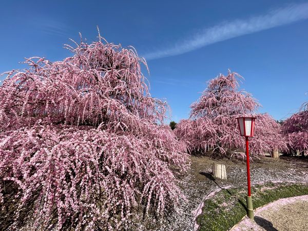 日本・三重県「鈴鹿で見事な枝垂れ梅」の写真：この他にも園内にはたくさんの枝垂れ梅があ...