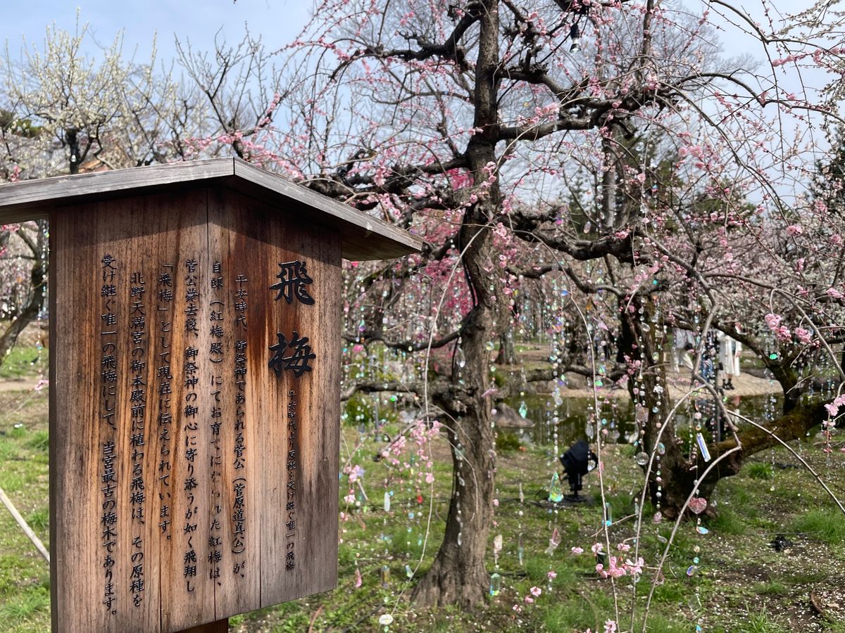 苑内の梅は見頃でした。