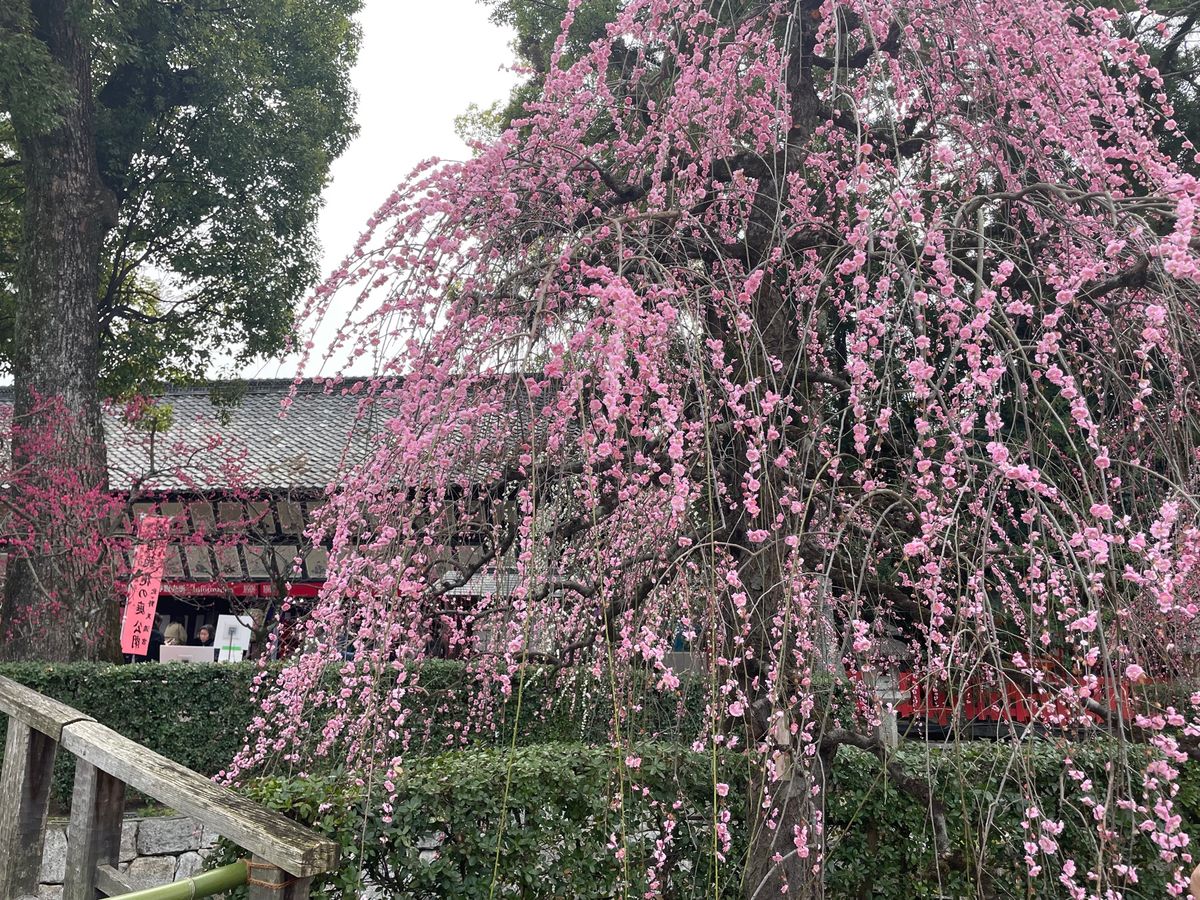 苑内の梅は見頃でした。