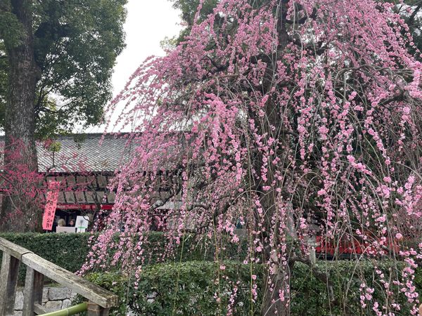日本・京都府「京都の梅苑巡り」の写真：苑内の梅は見頃でした。