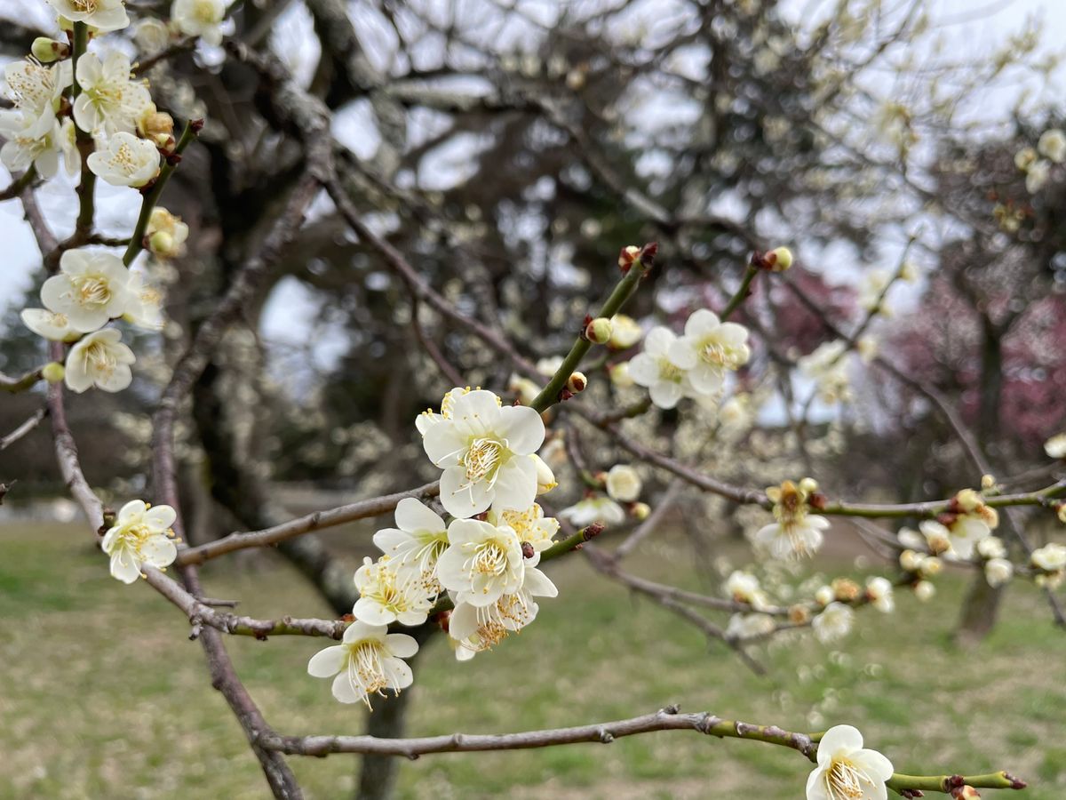 京都御苑の梅林も見頃でした。