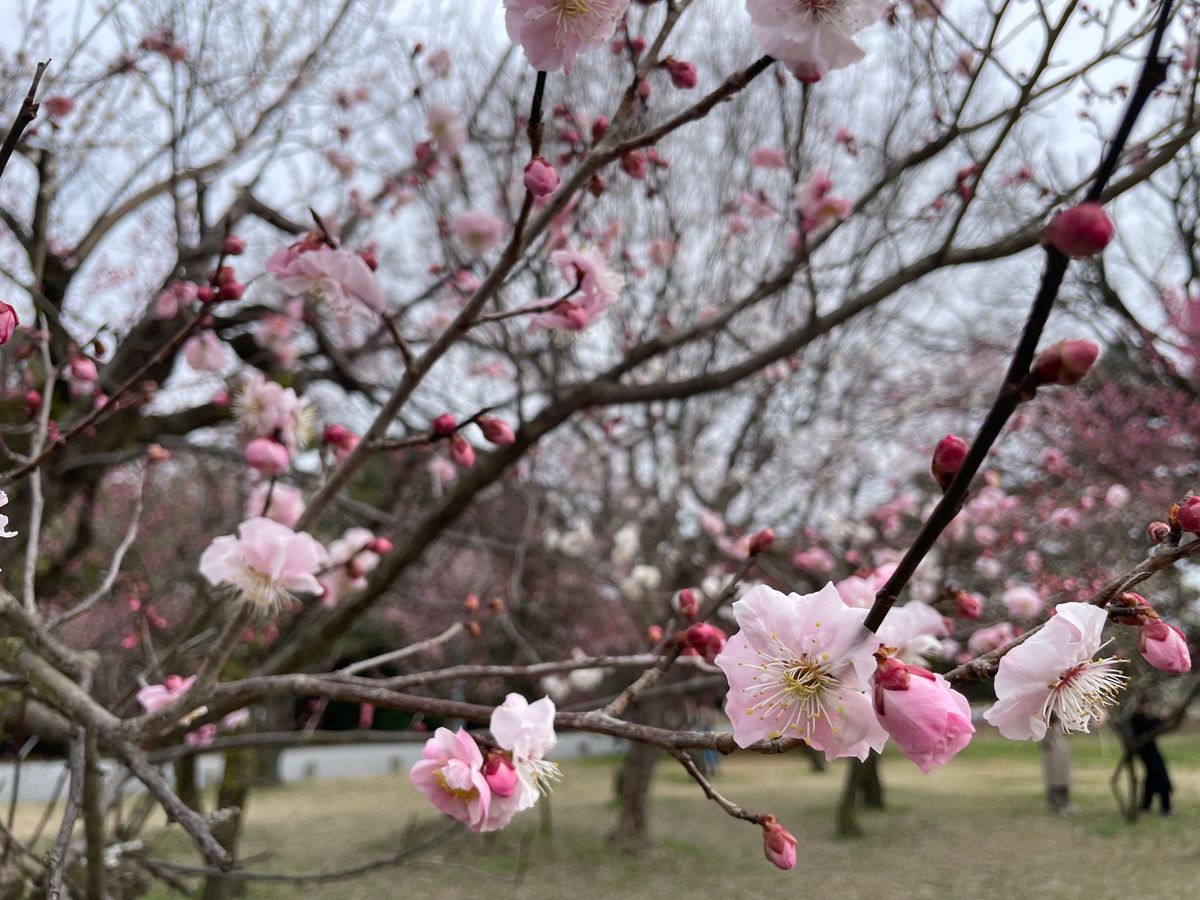 京都御苑の梅林も見頃でした。