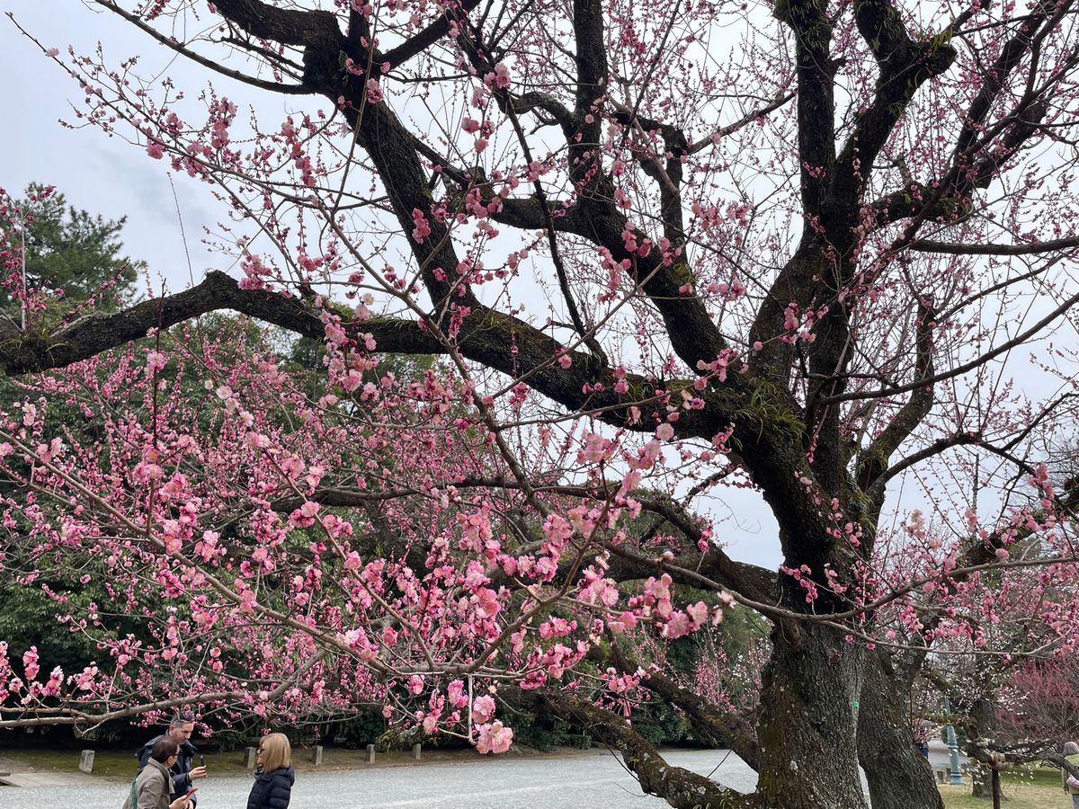 京都御苑の梅林も見頃でした。