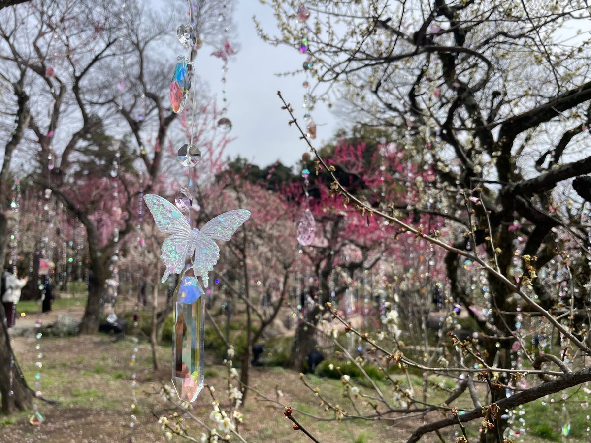 苑内の梅は見頃でした。