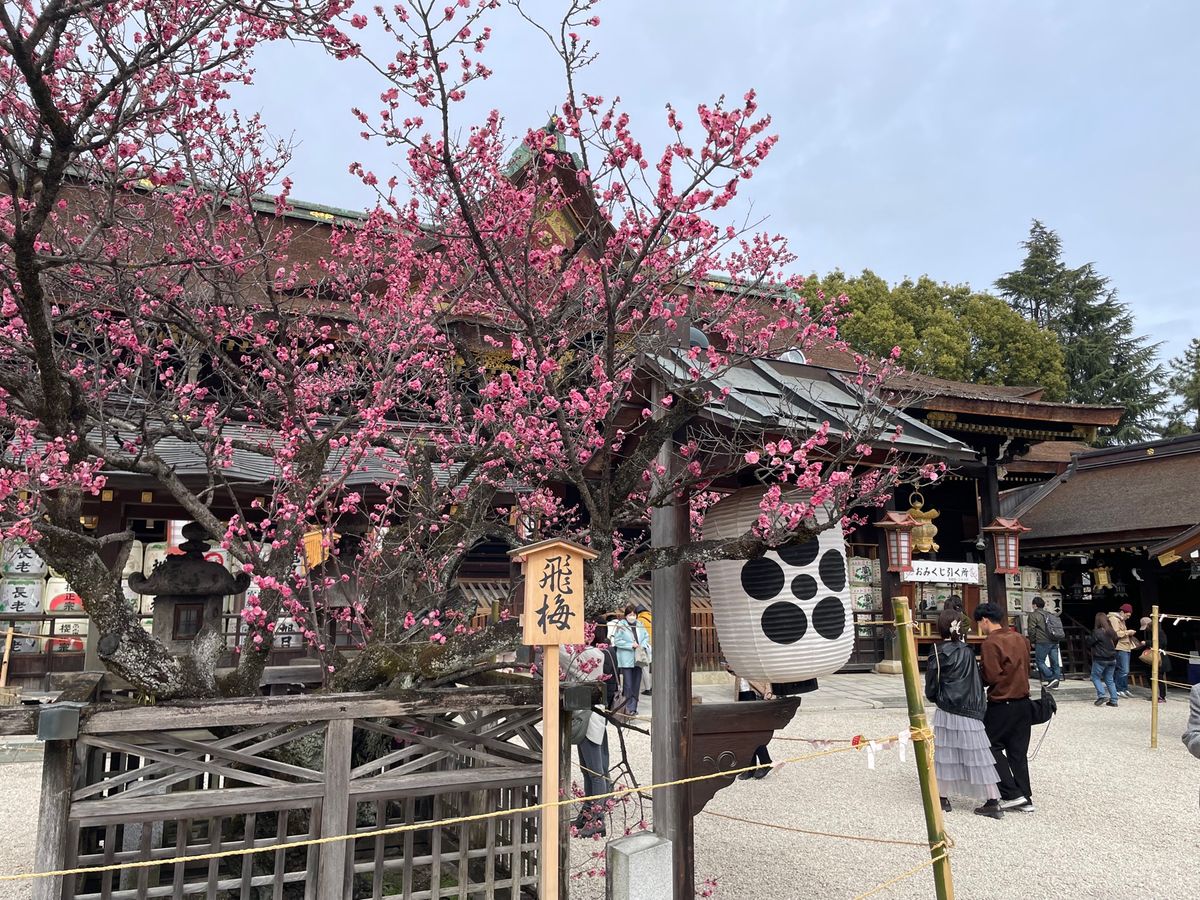 梅苑の外でも梅の花が楽しめます