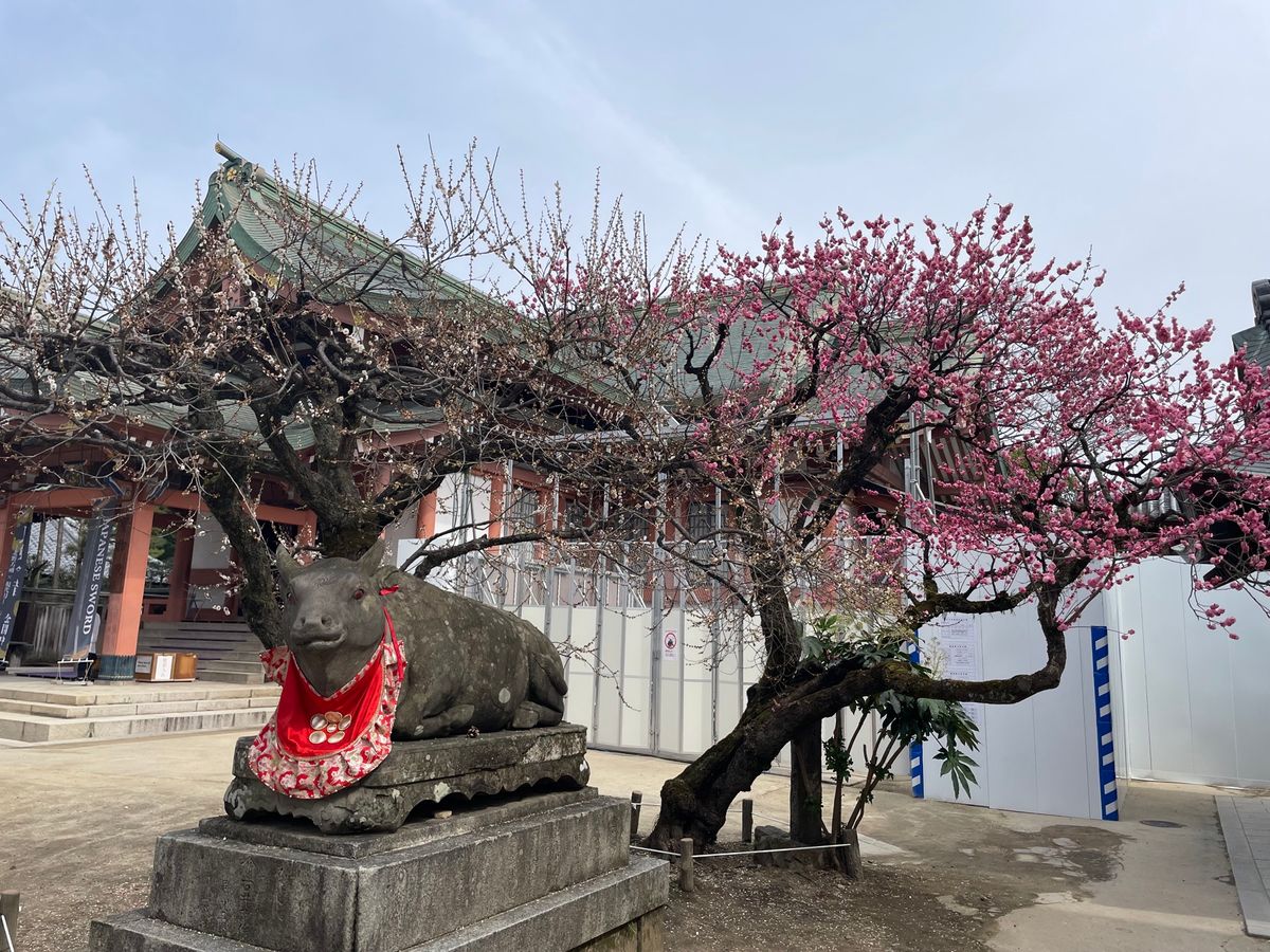 ランチの後は予定通りに北野天満宮の梅苑へ。入園料3,000円にはちょいと驚...