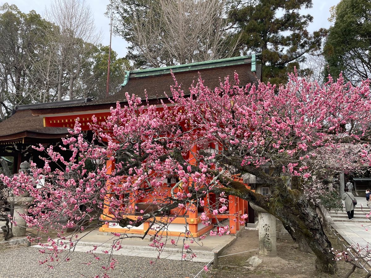 梅苑の外でも梅の花が楽しめます