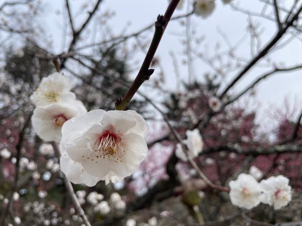 日本・京都府「京都の梅苑巡り」の写真：京都御苑の梅林も見頃でした。