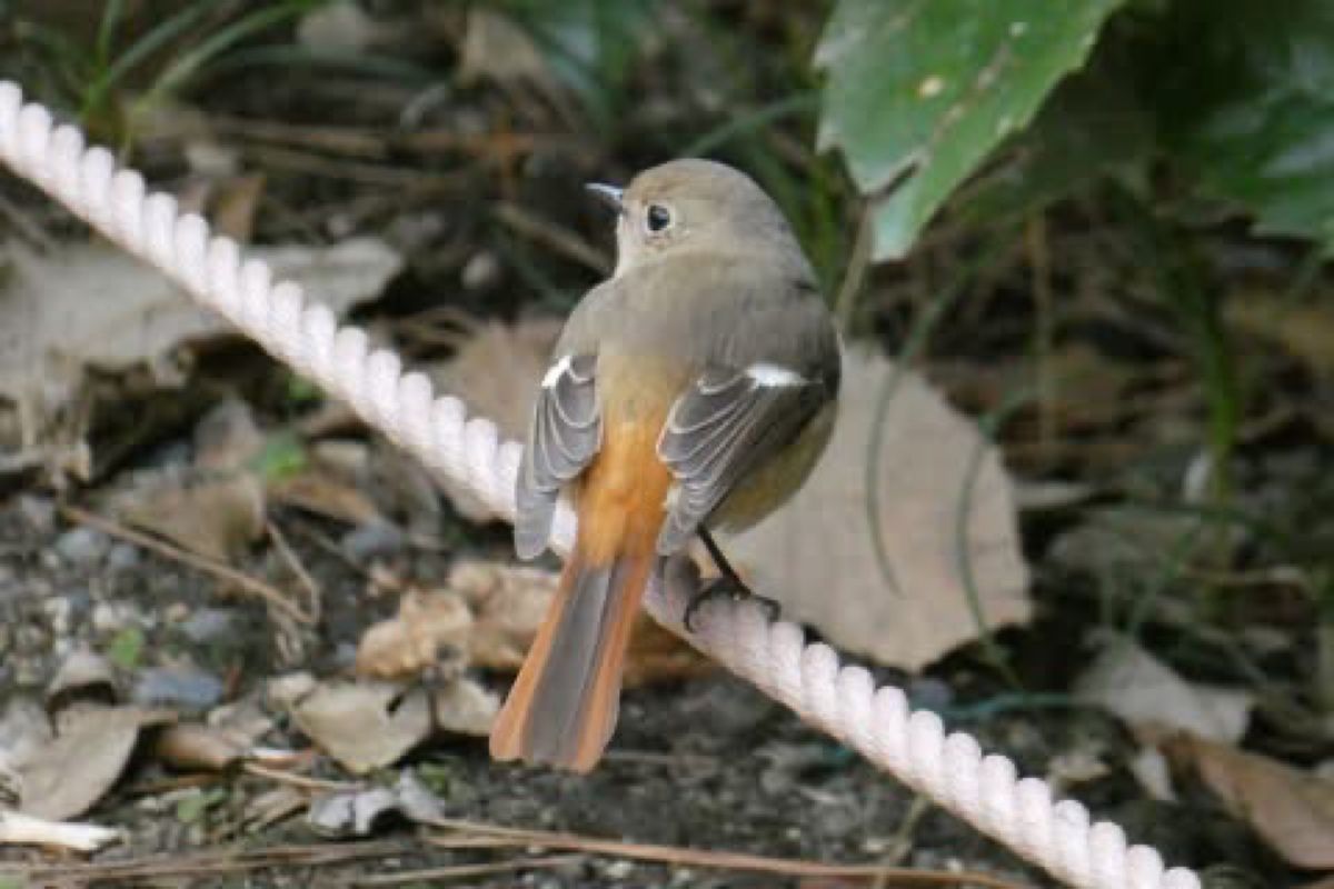 御苑の水場でバードウォッチング