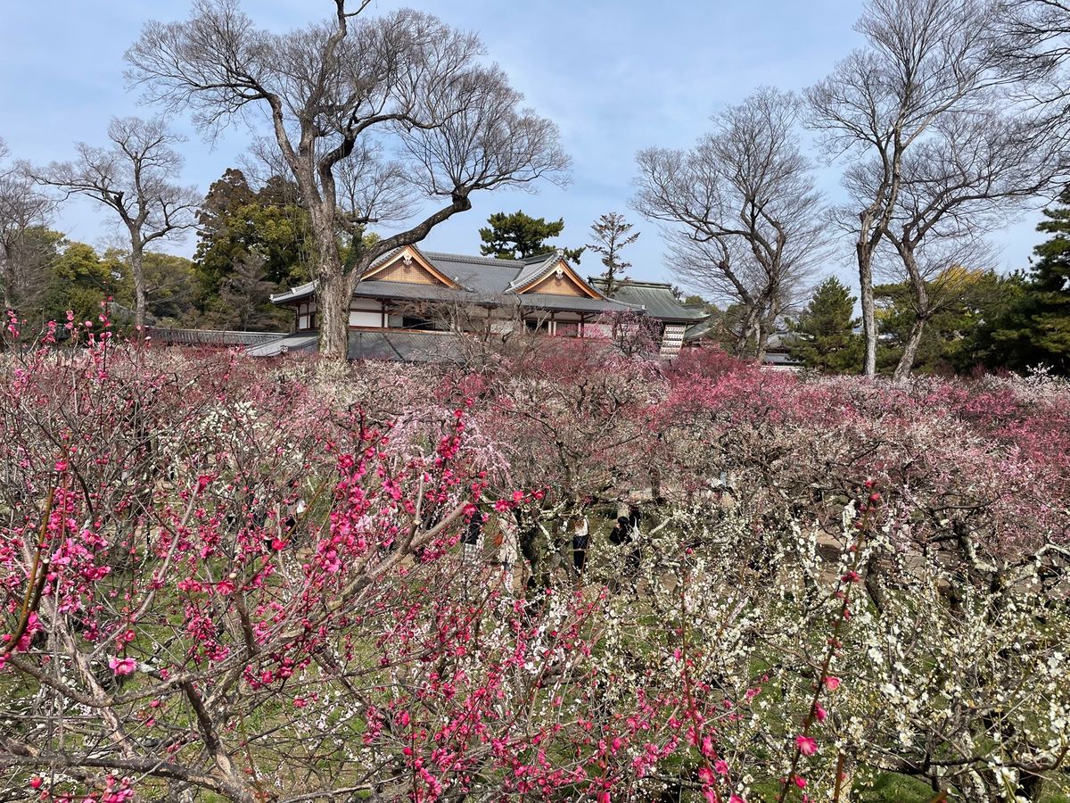 苑内の梅は見頃でした。