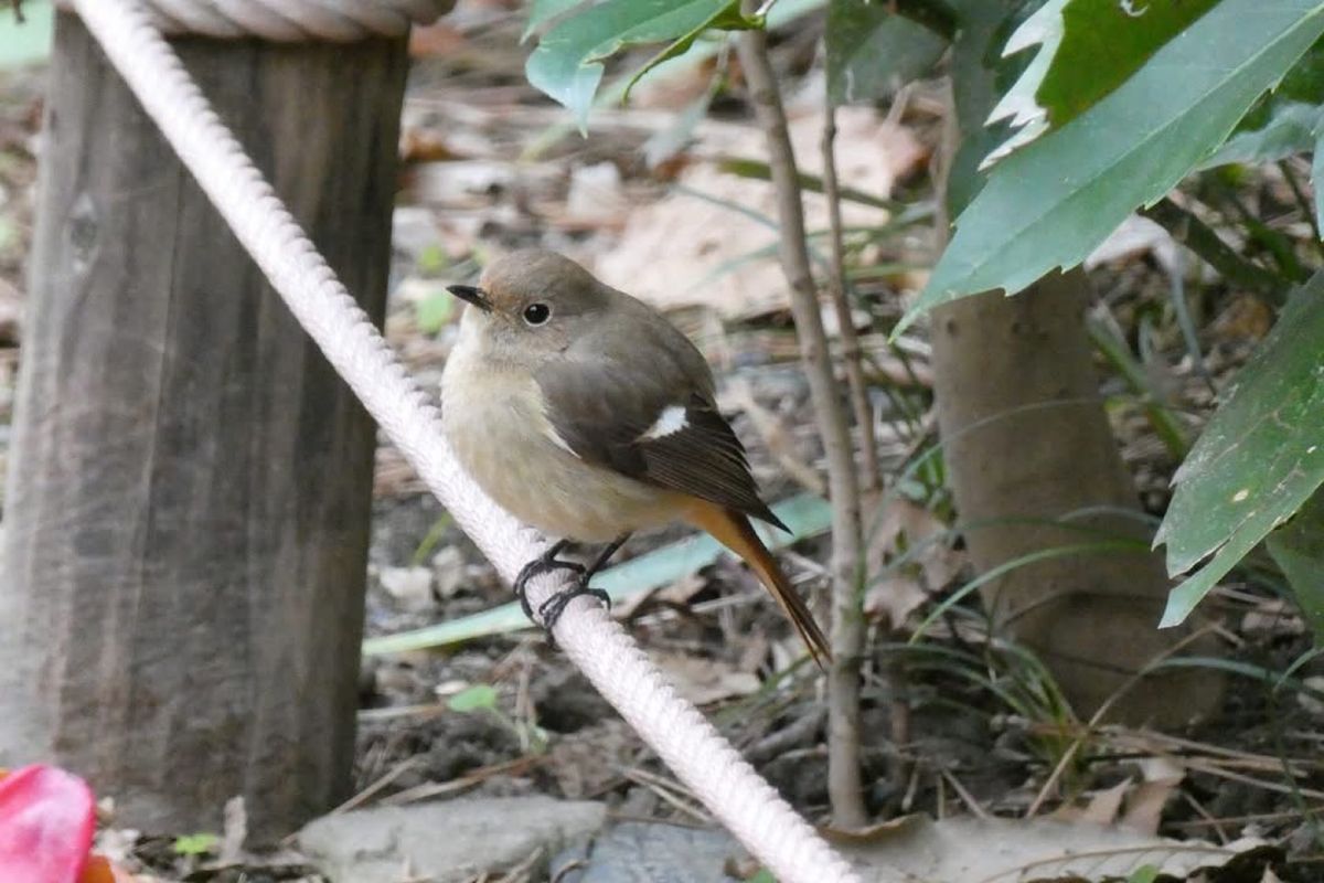 御苑の水場でバードウォッチング