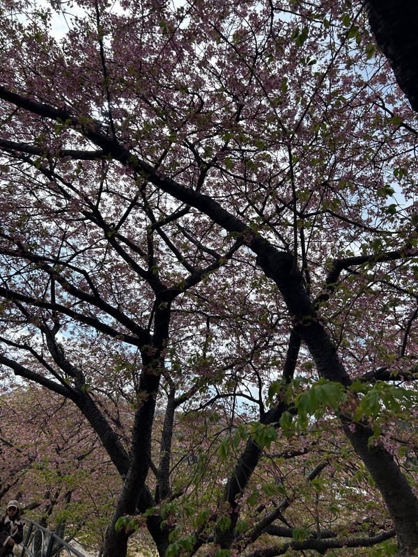 日本・静岡県「西伊豆　河津桜」の写真
