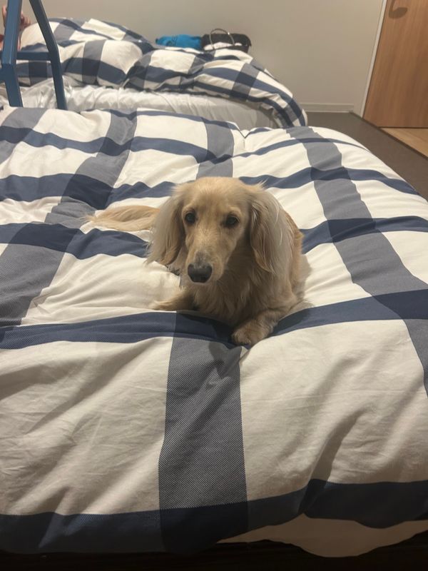 日本・静岡県「西伊豆　河津桜」の写真