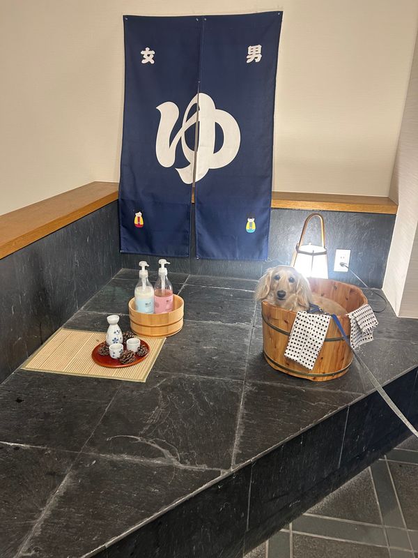 日本・静岡県「西伊豆　河津桜」の写真